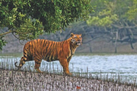 সুন্দরবনে বাঘের শরীরে বসছে ট্রান্সমিটার