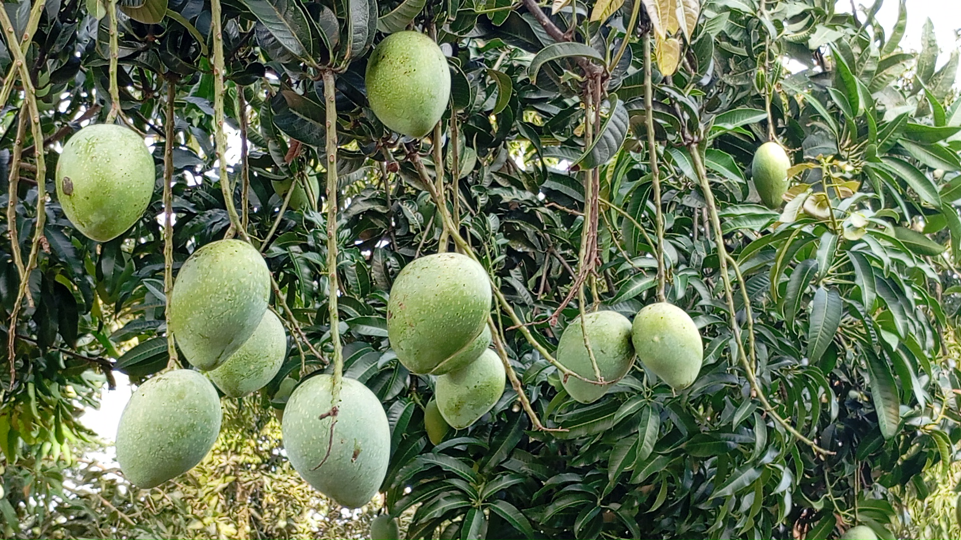 প্রবাসীর শখের বাগানে বাণিজ্যিক আম চাষ