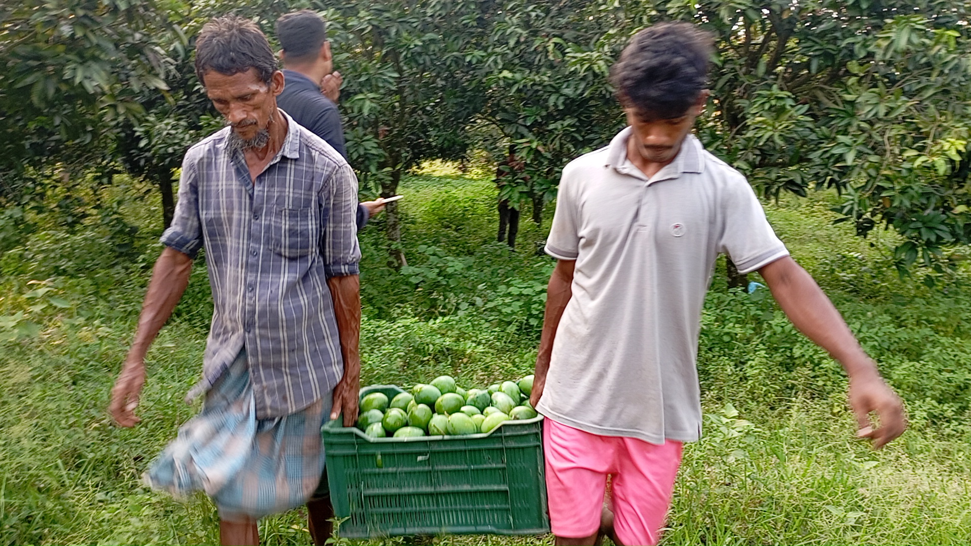 প্রবাসীর শখের বাগানে বাণিজ্যিক আম চাষ