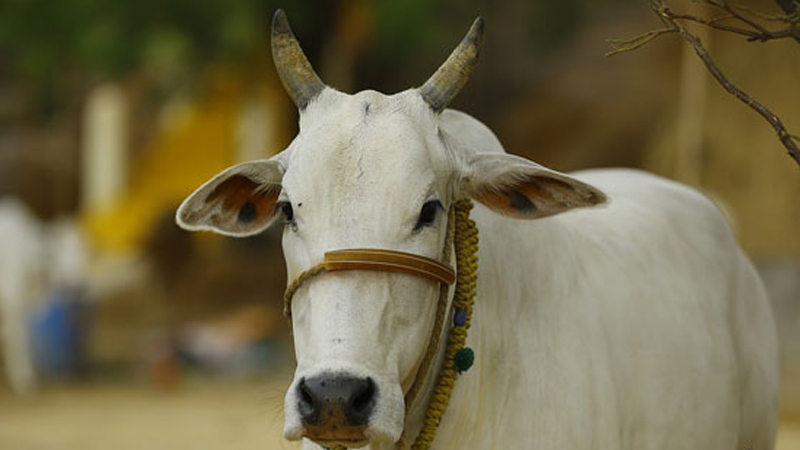 গরুকে ধর্ষণ, প্রবল রক্তক্ষরণে মৃত্যু