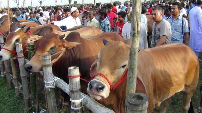 ঈদুল আজহায় ডিএনসিসিতে ৮টি অস্থায়ী পশুর হাট বসবে