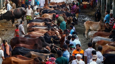 বৃষ্টি উপেক্ষা করেই পশুর হাটগুলোতে ক্রেতারা