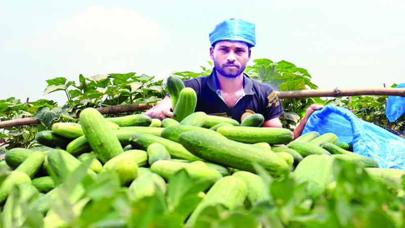 ৭০ কেজি শসায় এক কেজি চাল!