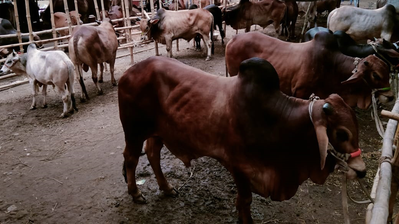 গরুর হাটে আসতে শুরু করছে কোরবানি পশু