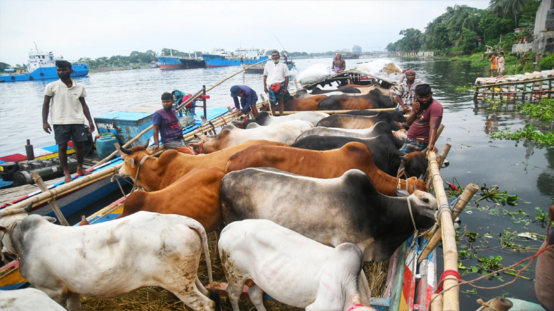 নদী পথে আসছে কোরবানীর পশু 