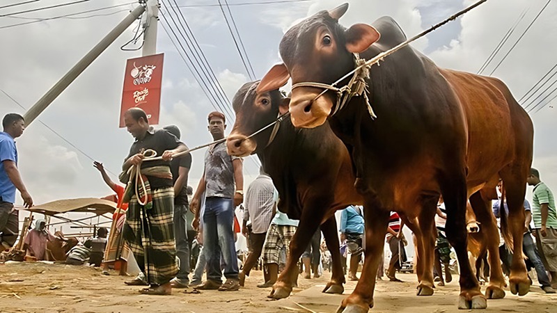 হাট তদারকিতে প্রাণিসম্পদ মন্ত্রণালয়ের ৯ কর্মকর্তা