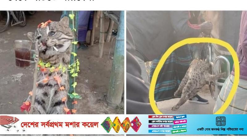 অভিনব কায়দায় মেছো বিড়াল হত্যা: আটক ১