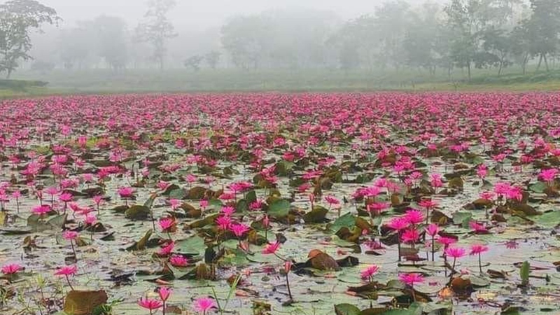 কালচে পানির ওপর লাল শাপলা রাজ্য