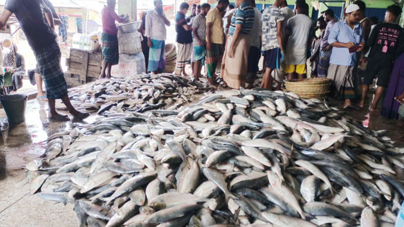 হাসিমুখে ইলিশ নিয়ে ঘাটে ফিরছে জেলেরা