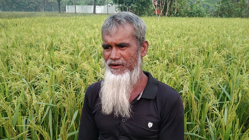 নতুন আমন ব্রি ধান-১০৩ জাতের বাম্পার ফলন, কৃষকের মুখে হাঁসি