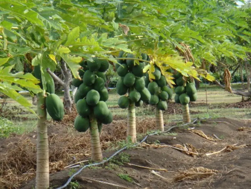 অধিক ফলন পেতে যেভাবে রোপণ করবেন পেঁপের চারা