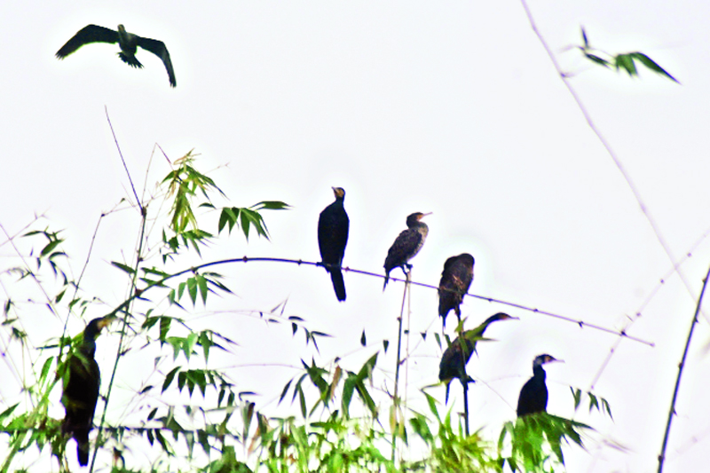 ‘পাখিগ্রামে’ কমে গেছে পাখির ওড়াউড়ি, নেই কলতান