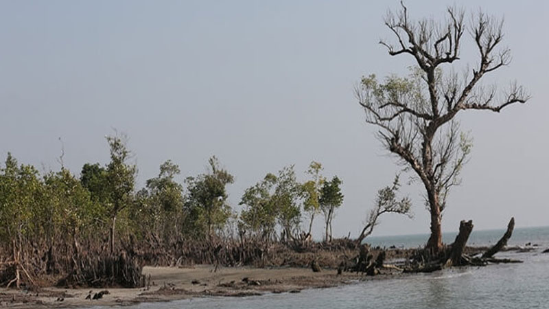 দুবলার চরে যেতে ৫ পথ, লাগবে অনুমতি