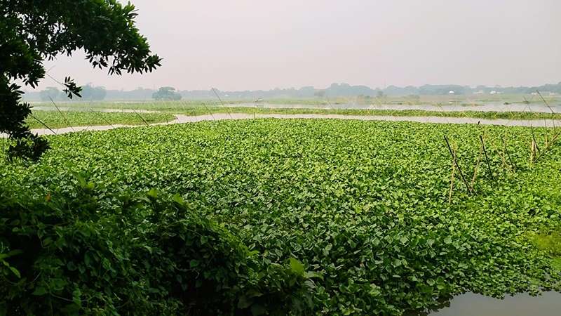 অবৈধ ঝোপ-ঝাড়ের দৌরাত্ম্য, বিলুপ্তির পথে বিভিন্ন প্রজাতির মাছ