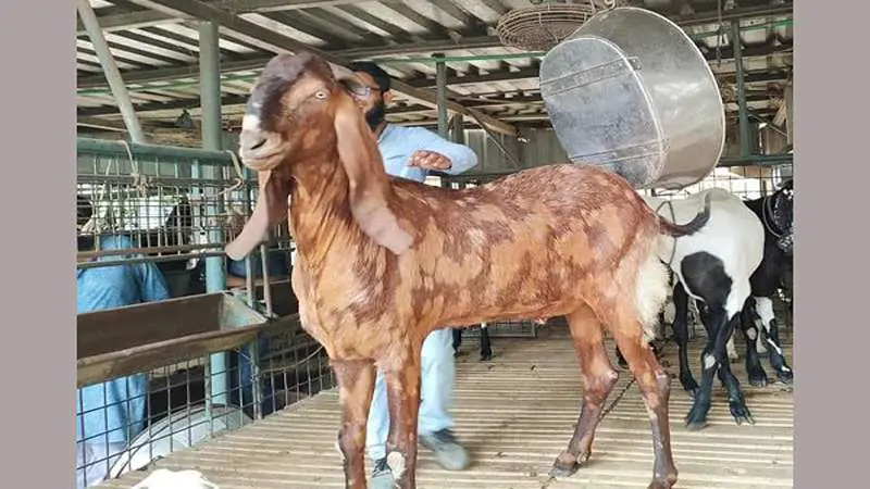 ছাগল টাই ছিল মাস্টারমাইন্ড- সায়েদ আব্দুল্লাহ