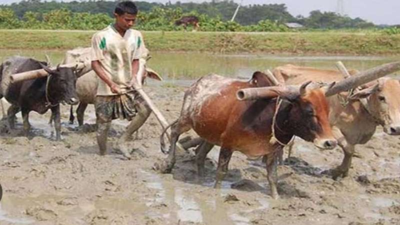 এখনো চলছে সনাতনী পদ্ধতিতে হালচাষ