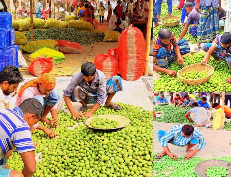 গ্রামীণ অর্থনীতিতে মাইলফলক দেবদারুতলার জলপাই হাট