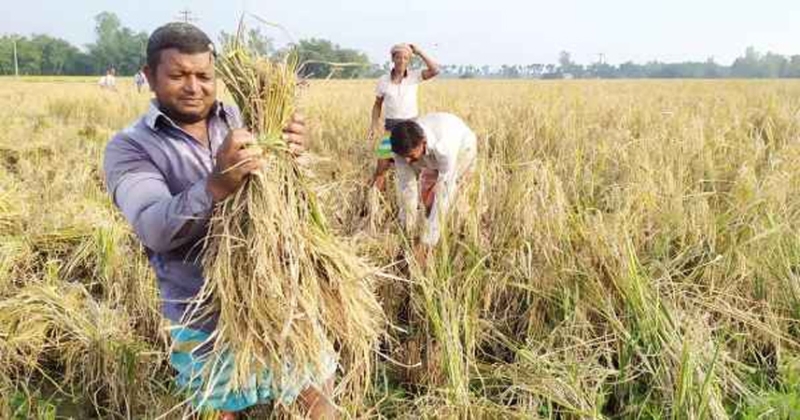 আগাম ধানে হতাশাগ্রস্ত  কৃষক আশায় বুক  বাঁধছেন