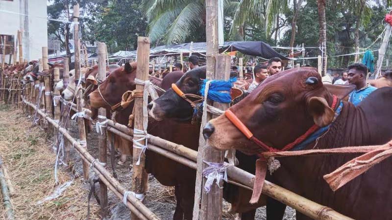 ঝালকাঠিতে শেষ মূহুর্তে জমে উঠেছে কুরবানীর পশুর হাট