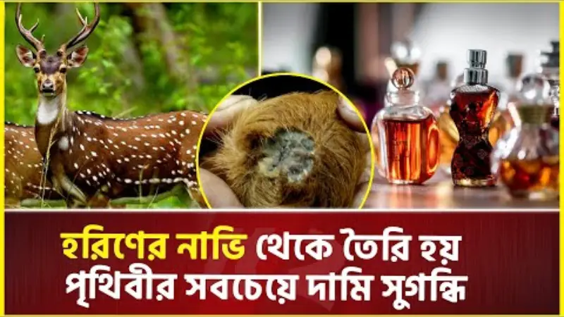 দুই হাজার হরিণ থেকে যেভাবে তৈরি হয় ১ কেজি কস্তুরী