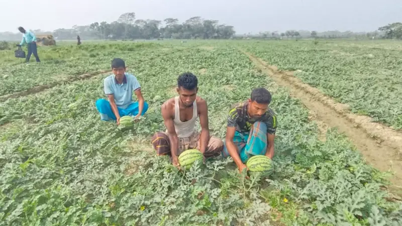 উপকূলে তরমুজের বাম্পার ফলন