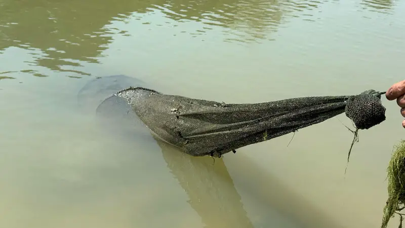 ছোট যমুনার অভয়াশ্রমে মা মাছ নিধনের মহোৎসব 