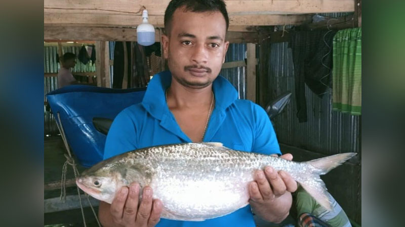 কুয়াকাটায় ধরা পড়ল প্রায় তিন কেজি ওজনের ইলিশ