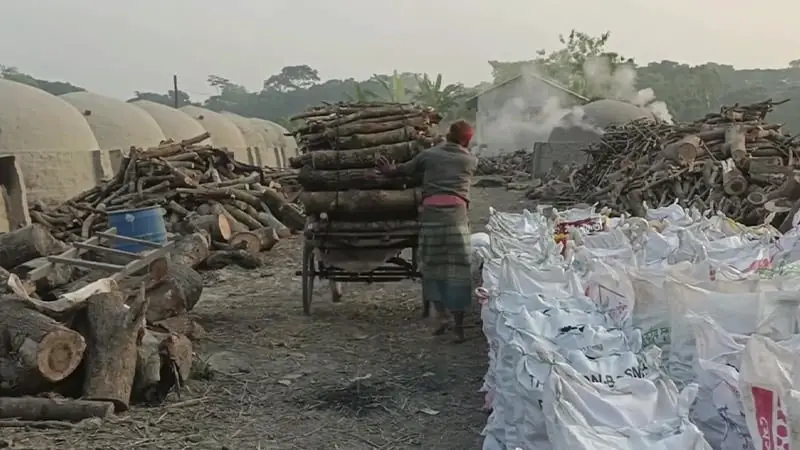 ছাড়পত্র ছাড়াই অবাধে চলছে গাছ পুড়িয়ে কয়লা তৈরির মহোৎসব