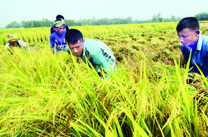 অঘ্রানে তোর ভরা ক্ষেতে কী দেখেছি মধুর হাসি...