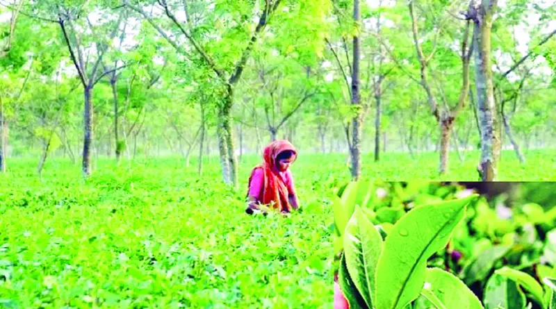 উত্তরাঞ্চলে বৃষ্টি প্রাণ ফিরেছে সমতলের চা বলয়ে