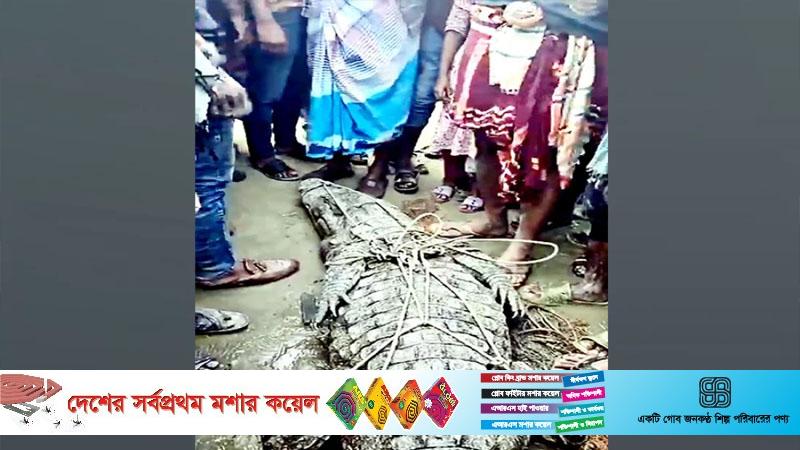 জেলের জালে ধরা পড়ল ১০ ফুট লম্বা কুমির