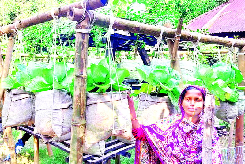 বাঁধের ধারে, রাস্তার পাশে দর্শনীয় কপিখেত  চমকে ওঠেন অনেকে 