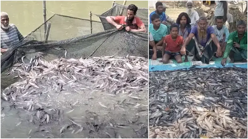 শত্রুতার জেরে ৫০ লক্ষ টাকার লোকসানে নেত্রকোনার শিং মাছ চাষী