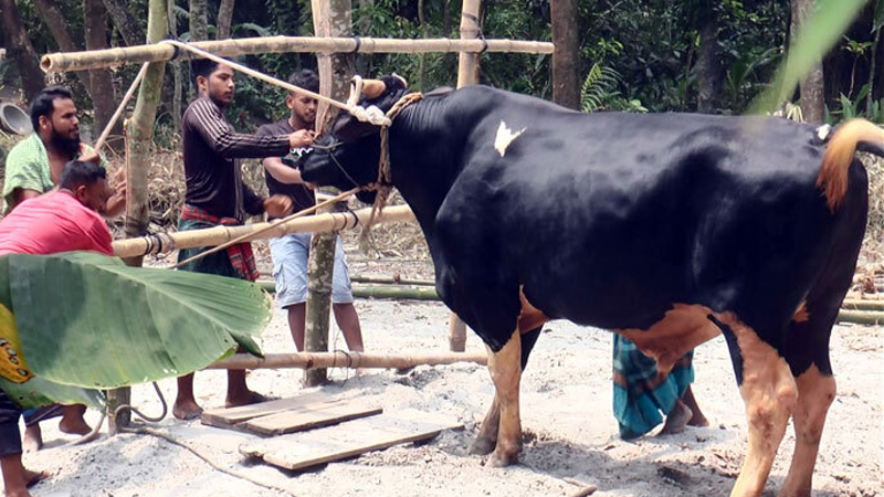 কোরবানির হাটে ‘প্রিন্স মামুন’, দাম ১৫ লাখ টাকা