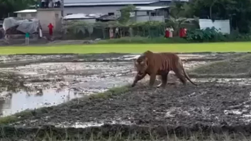 জমিতে ঘুরে বেড়াচ্ছে বাঘ, ঘটনা কি নওগাঁর?