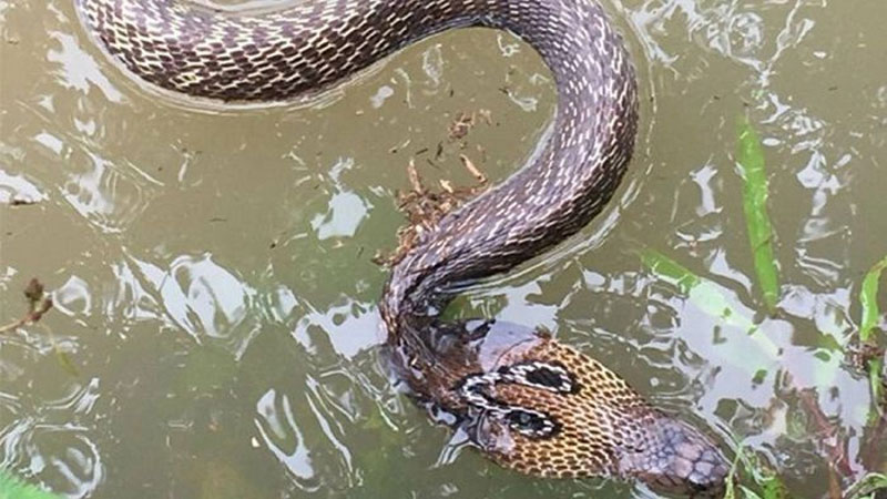 সাপের আতঙ্কে এলাকাবাসীর নাজেহাল অবস্থা 