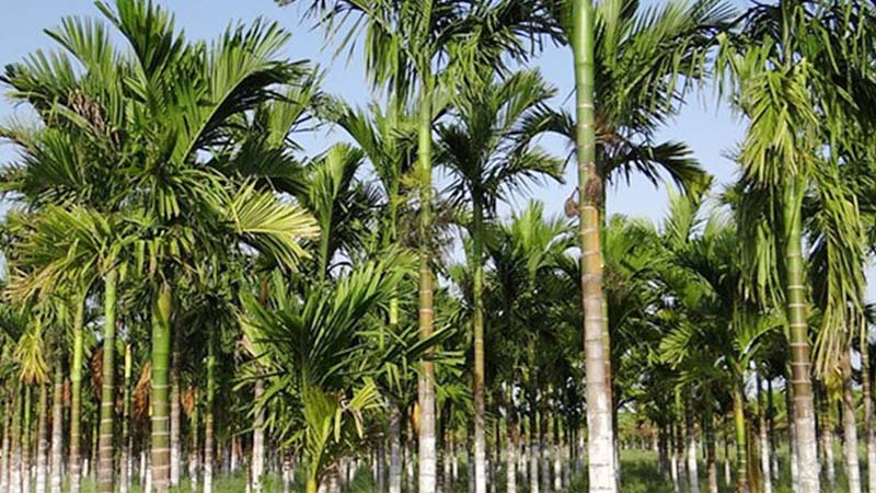 পলিথিনে মোড়ানো সুপারির বাগানে নবজাতকের লাশ