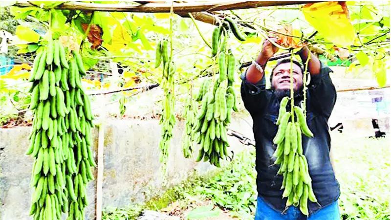 আবর্জনার স্তূপে এখন সবজি চাষ, নজর কাড়ছে সবার