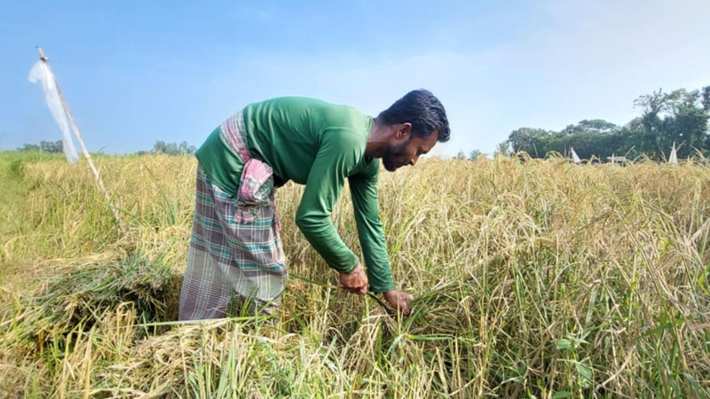 বন্যার ভয়াবহতা কাটিয়ে আগাম ধান কাটা শুরু