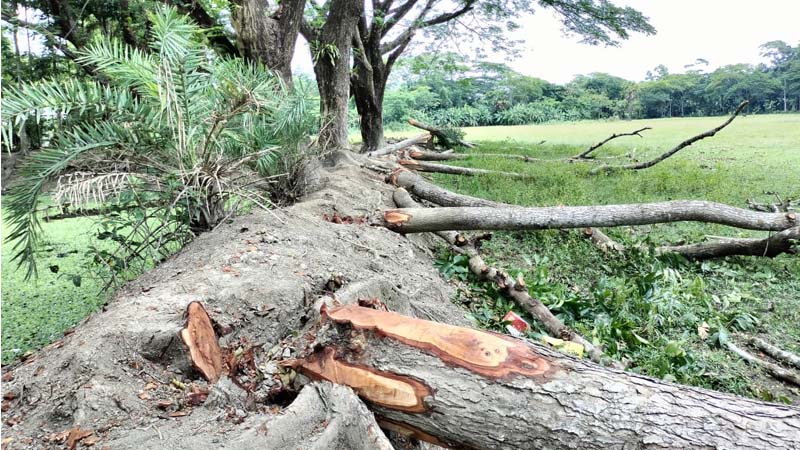 প্রধান শিক্ষক-কমিটির বিরুদ্ধে বিদ্যালয়ের গাছ বিক্রির অভিযোগের তদন্ত!