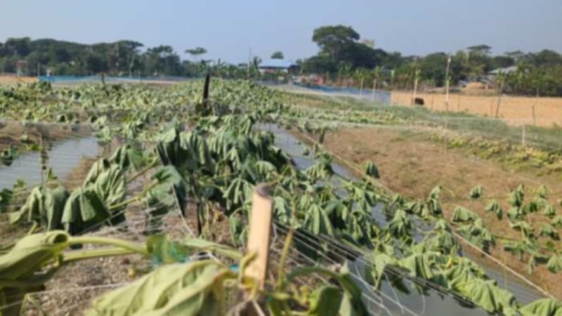 কুয়াকাটায় কৃষকের ফলনধরা গাছ কেটে দিলো দূর্বৃত্তরা