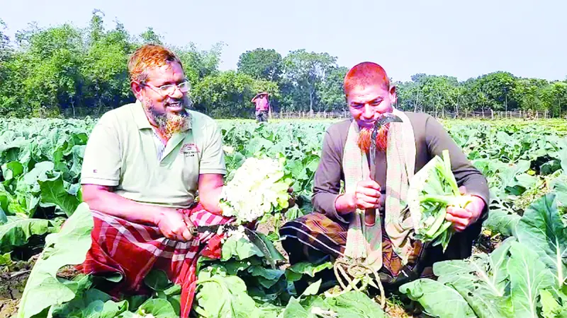 মেহেরপুরে ফুলকপি এখন কৃষকের গলার কাঁটা