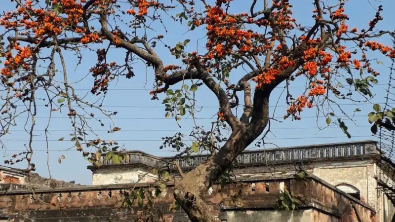 বসন্তের জানান দিচ্ছে তেওতা জমিদারবাড়ীর আঙ্গিনা