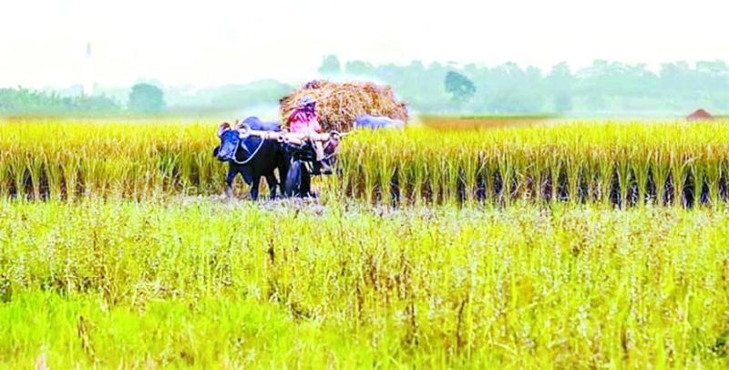 নবান্নের সুঘ্রাণ হেমন্তে