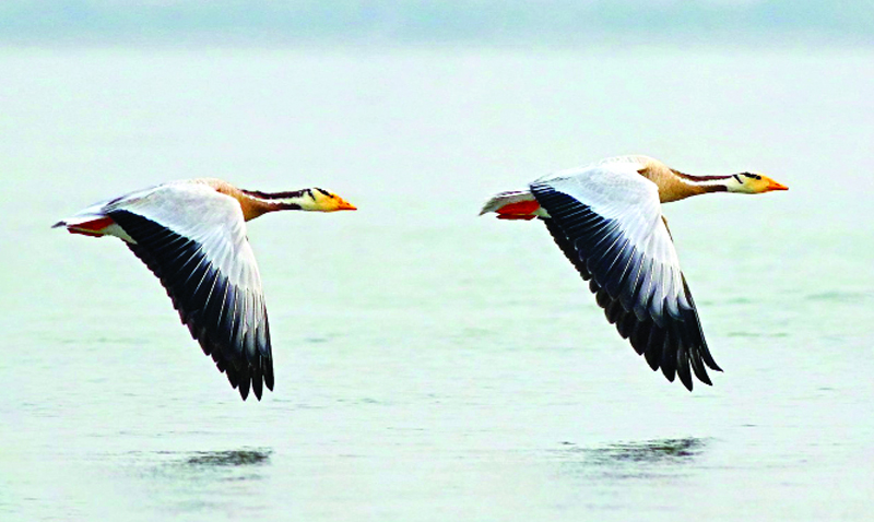 এভারেস্টের ওপর দিয়ে উড়ে আসে যে পাখি