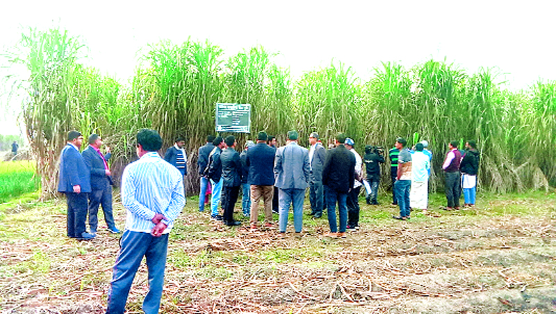 অধিক ফলন, আবাদে  ভাগ্য ফিরছে  কৃষকের 