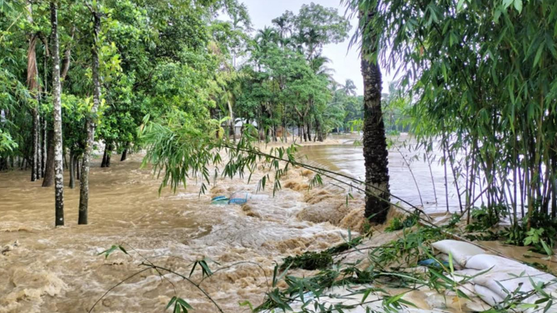 কমেছে ভোগাই-চেল্লাখালী নদীর পানি, তলিয়ে গেছে ২০ হেক্টর ধানের বীজতলা