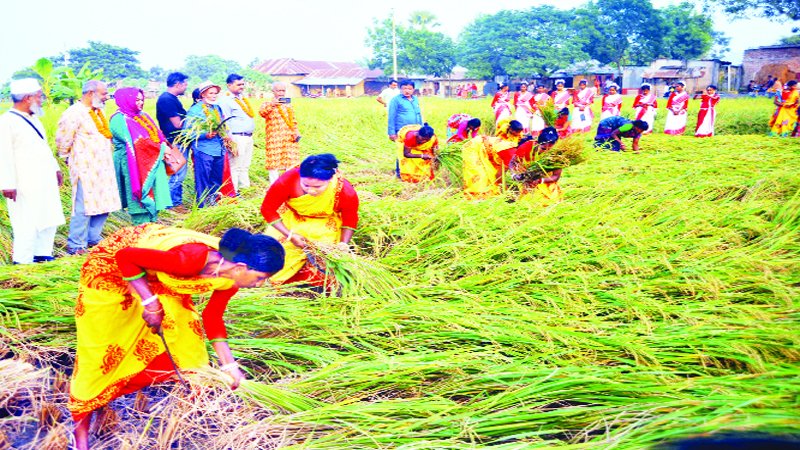 বরেন্দ্রজুড়ে আমন কাটার উৎসব শুরু, ব্যস্ত কৃষক