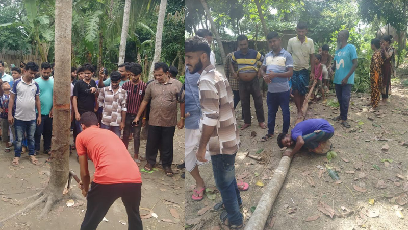 নারী কণ্ঠের আলোচিত সেই গাছটি কেটে ফেলল