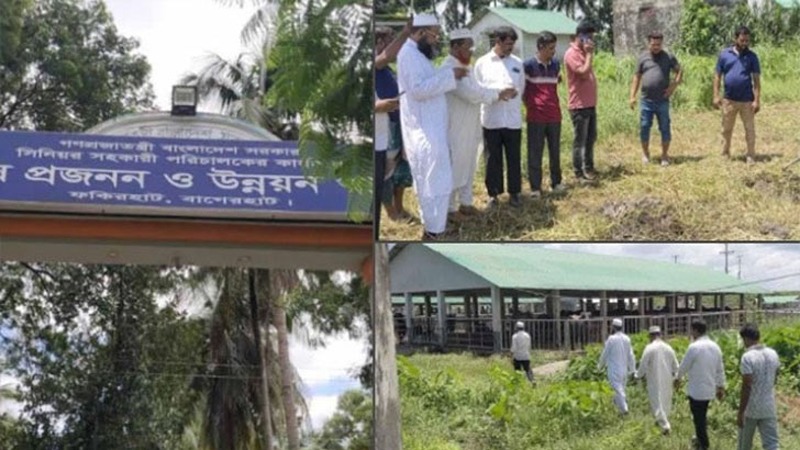 মহিষ প্রজনন ও উন্নয়ন খামারে মহিষের মৃত্যুর ঘটনায় তদন্ত কমিটি